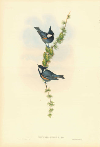 Gould Birds, "Parus Melanolophus"  Black crested tit  India, Himalaya, Afghanistan, Bhutan, Nepal, Pakistan  Lithograph with original hand coloring. By H.C. Richter  Published in "Birds of Asia", by John Gould (1804-1881) in 7 volumes  London, 1850-1883