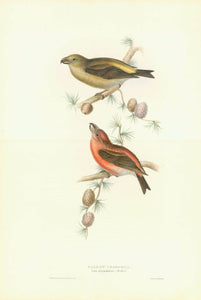    "Parrot Crossbill - Loxia pityopsittacus" Finch family - Fringillidae  Europe into western Russia  Lithograph with original hand coloring. By John Gould and Elzabeth Gould  Published in "Birds of Europe", by John Gould (1804-1881) in 5 volumes  London, 1832-1837