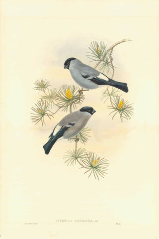 Birds, Animals, Phyrrhula Cineracea, Baikal bullfinch, grey bullfinch, Gould