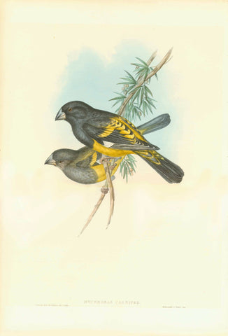 Birds by John Gould  Very decorative lithographs with original hand coloring. By John Gould and W. Hart  Published in "Birds of Asia", by John Gould (1804-1881) in 7 volumes  Published in London, 1850-1883, "Mycerobas Carnipes"  White-winged grosbeak. Finch. Fringillidae  Afghanistan, Bhutan, China, India, Iran, Myanmar, Nepal, Pakistan, Russia, Turkmenistan, Uzbekistan  Lithograph with original hand coloring. By John Gould and H.C. Richter