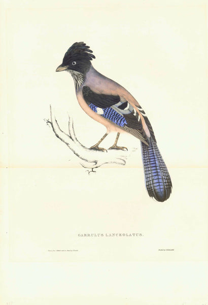 John Gould, "Garralus Lanceolatus, Male" and "Garrulus Lanceolatus"  Black-headed jay or lanceolated jay  Pair of lithographs with original hand coloring. By Elzabeth Coxen Gould  Published in "A Century of Birds, hitherto unfired, from the Himalaya Mountains"  London, 1831 / 1832
