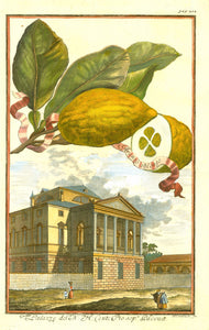 "Aranzo oblongo"  "Palazzo del N. H. Conte Pio sop. Padoua"  Today this palazzo is titled "Villa Molin". It is in Mandria, Ponte della Cagna., Italy, Volkamer, Hesperides, Citrus Fruits