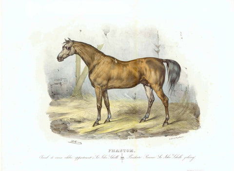 "Phantom"  "Phantom - Le Cheval de course celebre apartement Sir John Schelle"  "Beruehmter Renner Sir John Schelle gehoerig"  Large folio print. Hand colored, heightened with gum arabic lithograph by Gottfried Engelmann (1788-1839).  After the painting by Victor Adam (1801-1866).  Nr. 10 in a series of horses by Victor Adam  Good condition..  Paris, ca. 1830