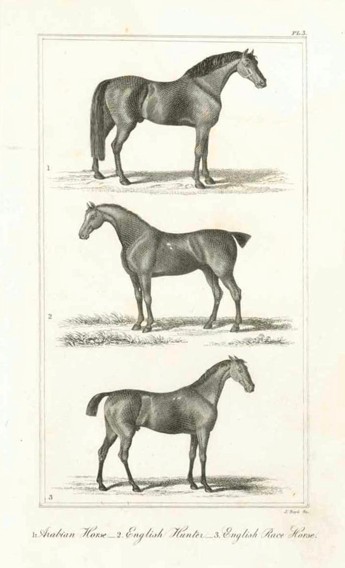 "1. Arabian Horse, - 2. English Hunter, - 3. English Race Horse"  Copperplate engraving by J. Boyd, 1823. Good condition.
