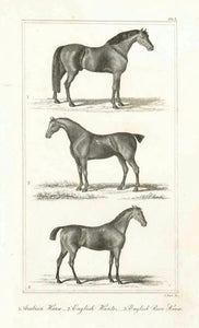 "1. Arabian Horse, - 2. English Hunter, - 3. English Race Horse"  Copperplate engraving by J. Boyd, 1823. Good condition.