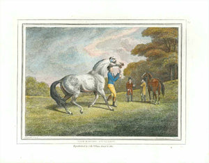 "The Racing Stallion"  Hand-colored stipple copper engraving by Samuel Howitt (1756-1822)  Published in London, dated 1799