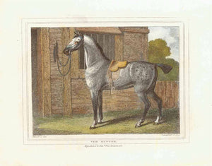 "The Hunter"  Hand-colored stipple copper engraving by Samuel Howitt (1756-1822)  A Hunting horse  Published in London, dated 1799