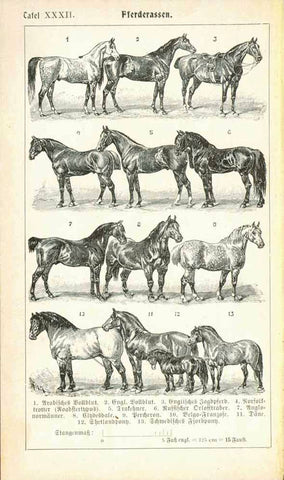 "Pferderassen"  Line etching published 1890 of 13 races of horses. On the reverse side are 15 races of dogs.  Image: 14.5 x 8.5 cm (5.7 x 3.3")  Original antique print 