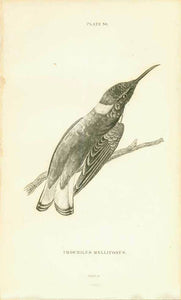 "Trochilus Mellivorus"  "Trochilus Gramineus Adult male"  The following humming-bird prints are from  "The Naturalist's Library by Sir William Jardine, 1834., interior design, wall decoration, ideas, idea, gift ideas, present, vintage, charming, special, decoration, home interior, living room design