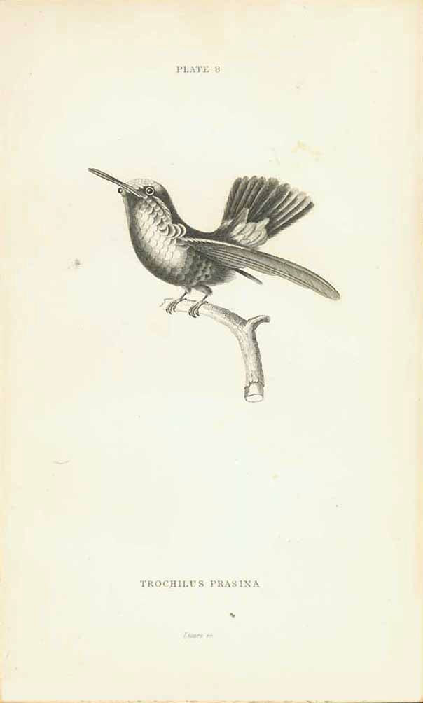 Birds, Hummingbird, Trochilus Prasina