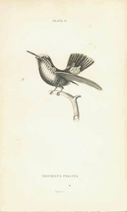 Birds, Hummingbird, Trochilus Prasina