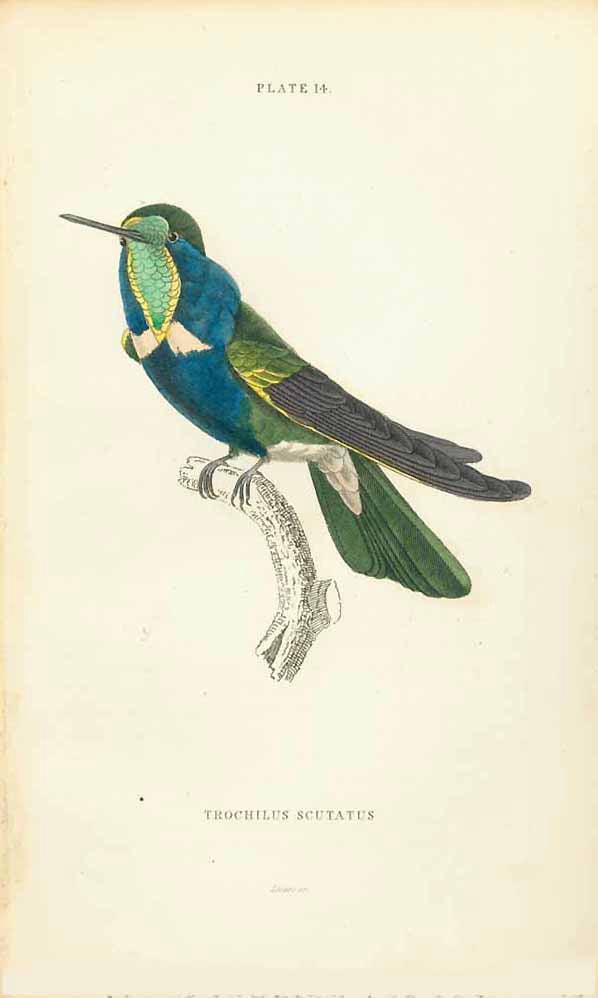 "Trochilus Scutatus"  The following humming-bird prints are from  "The Naturalist's Library by Sir William Jardine, 1834., interior design, wall decoration, ideas, idea, gift ideas, present, vintage, charming, special, decoration, home interior, living room design