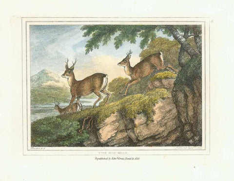 "The Roe-Buck"  Hand-colored stipple copper engraving by Samuel Howitt (1756-1822)  Published in London, dated 1799