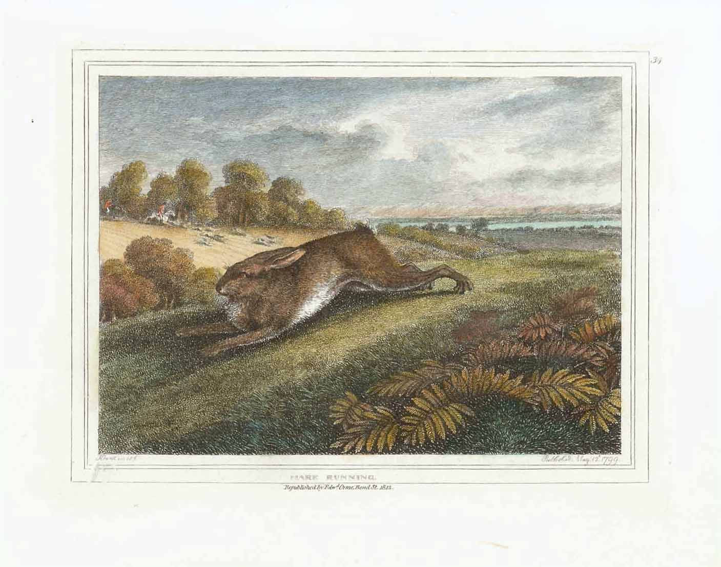 "Hare running"  Hand-colored stipple copper engraving by Samuel Howitt (1756-1822)  A hare running for his or her life  Published in London, dated 1799
