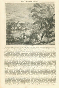 "A Jamaica Sugar Farm"  Wood engraving on a page of text about the growing sugar cane and the production of sugar on the Island of Jamaica.