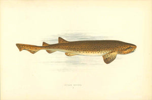 Nurse Hound  Length of Fish. 20. cm (7.8 ")  Original hand-colored steel engraving by Jonathan Couch.  Published in London, 1870  Original antique print  interior design, wall decoration, ideas, idea, gift ideas, present, vintage, charming, special, decoration, home interior, living room design