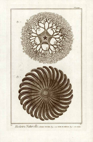 Histoire Naturelle  Etoiles de Mer.  Fig. 1 La Tete de Meduse. Fig. 2 Le Soleil.  Copper etching for "Histoire Naturelle", published 1751 in Paris.  Original antique print    Etoiles de Mer, Seestern, Starfish, La Tete de Meduse, Qualle, Jellyfish, Le Soleil