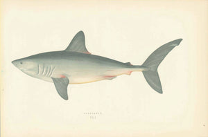 Porbeagle  Length of Fish. 20 cm (7.8 ")  Original hand-colored steel engraving by Jonathan Couch.  Published in London, 1870  Original antique print  interior design, wall decoration, ideas, idea, gift ideas, present, vintage, charming, special, decoration, home interior, living room design
