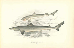 Toper and Young  Length of Fish. 18.5 cm ( 7.2 ")     Original hand-colored steel engraving by Jonathan Couch.  Published in London, 1870  Original antique print  interior design, wall decoration, ideas, idea, gift ideas, present, vintage, charming, special, decoration, home interior, living room design