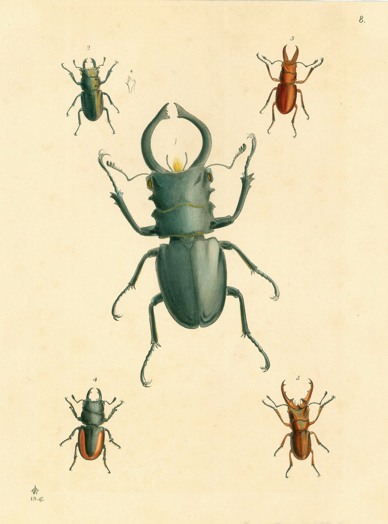 No Title. ( Beetles )  Very fine lithograph with original hand coloring.  Published ca 1850.