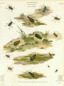 Antique Entomological Prints  Copper etchings from: "Animated Nature" (London,1804-1809) each precisely dated.  Exquisite modern hand coloring. ***    "Entomology Order Coleoptera Genus Cicindela"  Published Nov. 1813.