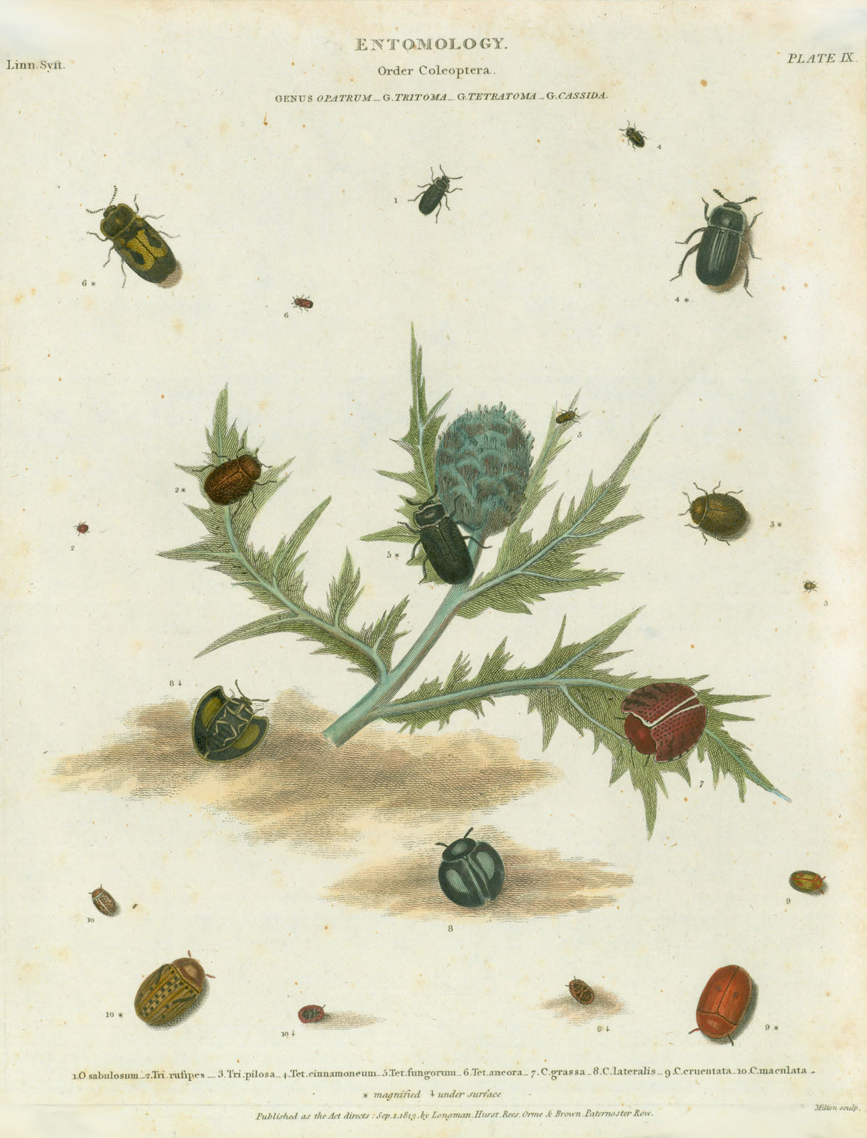 Copper etchings from: "Animated Nature" (London,1804-1809) each precisely dated.  Exquisite modern hand coloring. *** "Entomology Order Coleoptera Genus Opatrum G,. Tritoma G. Tetratoma G. Cassida"  Published Sep. 1813 Artichoke in the center.