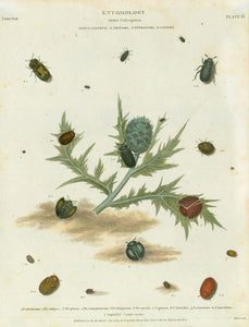 Copper etchings from: "Animated Nature" (London,1804-1809) each precisely dated.  Exquisite modern hand coloring. *** "Entomology Order Coleoptera Genus Opatrum G,. Tritoma G. Tetratoma G. Cassida"  Published Sep. 1813 Artichoke in the center.