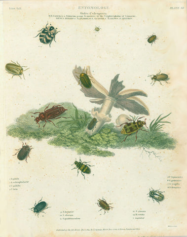Insects, Copper etchings from: "Animated Nature" (London,1804-1809) each precisely dated.  Exquisite modern hand coloring. *** "Entomology Order Coleoptera Genus Byrrhus G. Anthrenus G. Cistella G. Sylpha G. Melyris"  Published Dec. 1813.