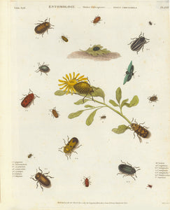 Insects Antique Entomological Print  Copper etchings from: "Animated Nature" (London,1804-1809) each precisely dated.  Exquisite modern hand coloring. **** "Entomology Order Coleoptera Genus Chrysomela"  Published Dec. 1813.