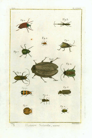 "Histoire Naturelle, Insects"  Copper etching by Ioan Iuman from "Histoire Naturelle", published 1751 in Paris.