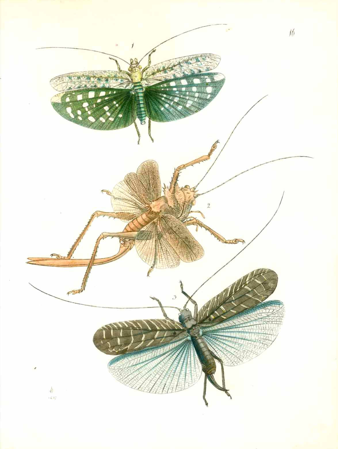  No Title  Fine lithograpph dated 1847. Printed in attractive color.  Original antique print , Insects