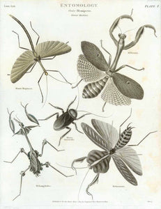 "Entomology" " Order Hemiptera" "Genus Mantis"  "Mantis Bispinosa. M. Preccaria, Blatta Orientalis M. Gongylodes, M. Strumaria"  Copper engraving published June 1, 1803 in London.  Original antique print 