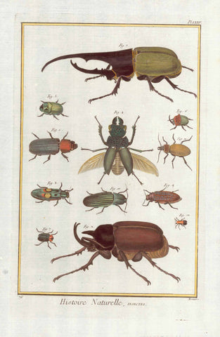 No Title. Various beetles.  Copper etching from "Histoire Naturelle", published 1751 in Paris.  Printed slightly diagonaly on paper.
