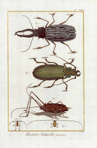 No Title. Various Beetles.  Copper etching from "Histoire Naturelle", published 1751 in Paris.