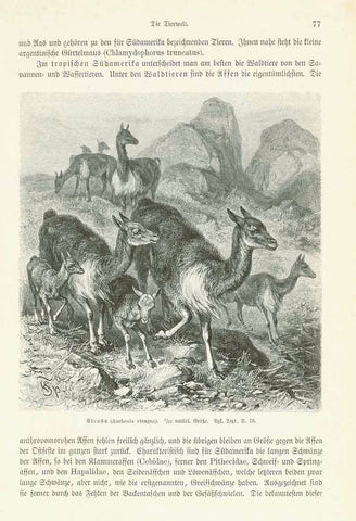 "Vicuña ( Auchenia vicugna )"  Wood engraving ca 1875. Text on reverse side about other animals.  Original antique print 