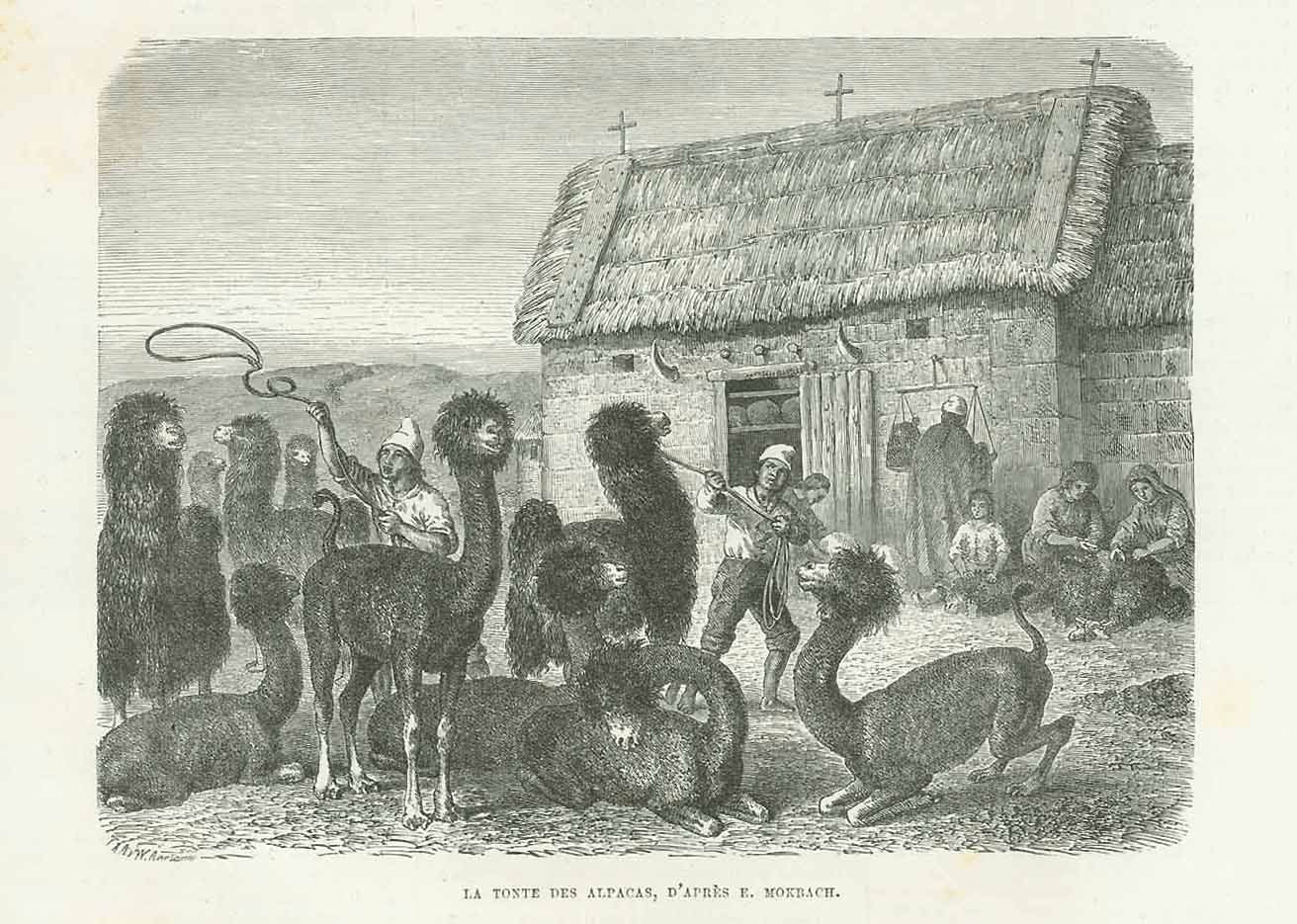 "La Tonte Des Alpacas"  The shearing of alpacas - Die Schur der Alpacas  Wood engraving after Mokbach (Mossbach) ca 1880.  Original antique print 