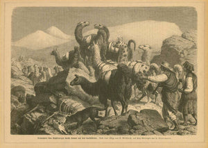 "Transport von Kupfererzen durch Lamas auf den Cordolleren" Sic.  Wood engraving by Heinrich Leutemann (1824-1905)  After the sketch by E.Mossbach  Published in a German periodical  On the reverse side is text about early exploration in the Andes.  Leipzig, ca. 1890
