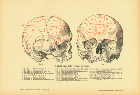 "Schaedel nach Galls System bezeichnet"  Zincograph published 1900. Below the images are the corresponding numbers with description of the brain. Natural age toning with light browning of margin edges.  Original antique print "Schaedel nach Galls System bezeichnet"  Zincograph published 1900. Below the images are the corresponding numbers with description of the brain. Natural age toning with light browning of margin edges.  Original antique print , Schädel, 