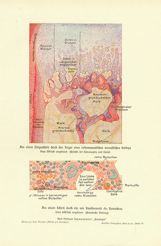 Upper image: "Aus einem Laengsschnitt durch den Finger eines   siebenmonatlichen menschlichen Embryo"  (Finger cut of a 7-month embryo)  Lower image:" Aus einem Schnitt durch das rote Knochmenmark des Kaninchens"  (cut of the bone marrow of a rabbit)  Chromolithograph ca 1900.  Original antique print 