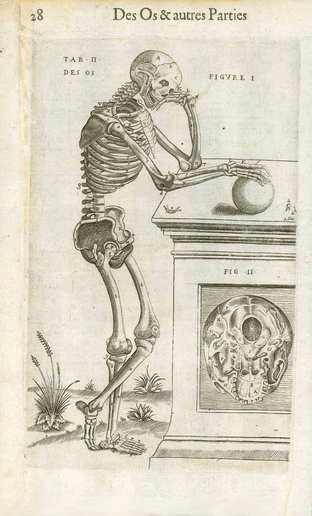 Medicine, Anatomy, Bones, "Des Os & autres Parties"  About Bones and other Parts (of the human body)  Copper engraving by Juan Valverde de Hamusco (Giovanni Valverde de Amusco) from  "La anatomia del corpo Umano", the Italian edition published in Venice in 1580 by Giunta.  Juan Valverde de Hamusco (also Amusco) (c.1525-c.1588) was a a Spanish anatomist.  French edition.