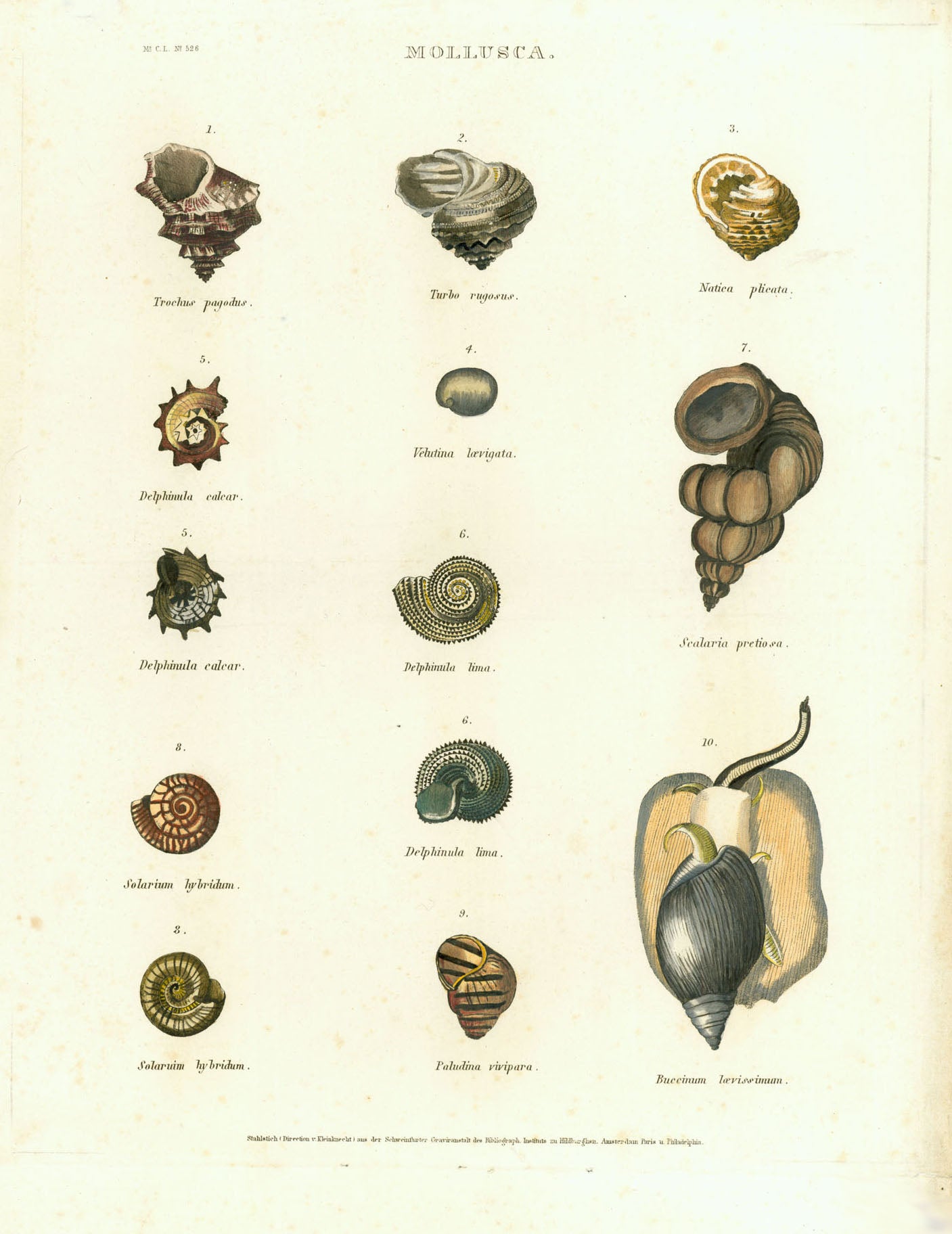 "Mollusca"  Steel engraving published ca 1860. Original hand coloring.