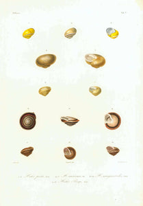 " 1-3 Helix picta, Born. 4-7 H. Auricomam Fer 8-10 H. marginatoides, d'Orb 11-13 Helix Poye, Petit"  Copper engraving by H. Legrand after Pretre, 1835.