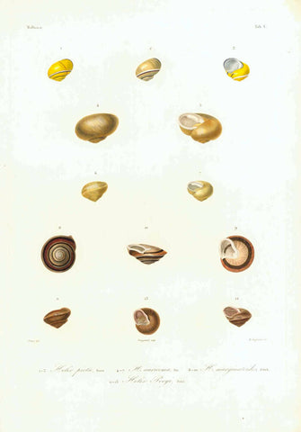 " 1-3 Helix picta, Born. 4-7 H. Auricomam Fer 8-10 H. marginatoides, d'Orb 11-13 Helix Poye, Petit"  Copper engraving by H. Legrand after Pretre, 1835.