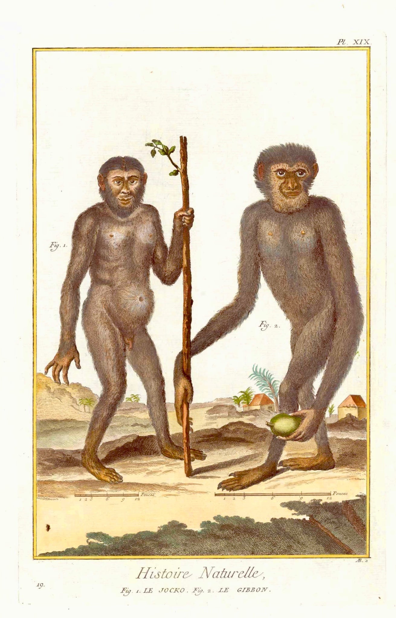 Fig. 1. Le Joko. Fig. 2. Le Gibbon.  Copper etching for "Histoire Naturelle", published 1751 in Paris. Modern hand coloring. Clean and attractive