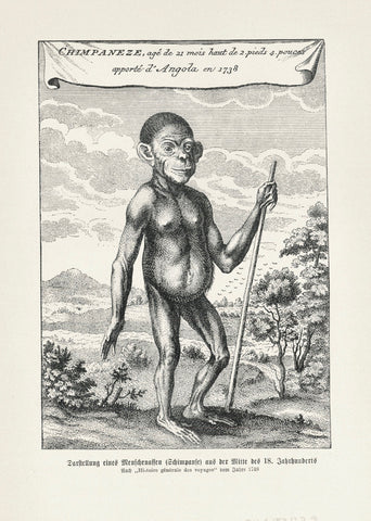 "Darstellung eines Menschenaffen (Shimpanse) aus der Mitte des 18 Jahrhundert"  Wood engraving made from an earlier engraving. Published 1905.  On the reverse side is text about the development and intelligence of Chimpanzees.