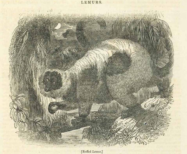  "Ruffed Lemur"  Wood engraving published 1836. Below the image is text about Lemurs.  Original antique print ,  "Ruffed Lemur"  Wood engraving published 1836. Below the image is text about Lemurs an a picture of a skull of a Lemur.  Original antique print 