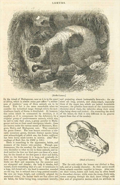 "Ruffed Lemur"  Wood engraving published 1836. Below the image is text about Lemurs.  Original antique print   "Ruffed Lemur"  Wood engraving published 1836. Below the image is text about Lemurs an a picture of a skull of a Lemur.  Original antique print 