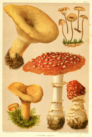 Tafel 1: "1 Lactarius scrobiculatus 2 Marasmius scorodonius 3. Lacatrius deliciosus 4. Agaricus muscarius"  Lithograph by Eduard Hoelzel. Printed in color.  Verso: Other mushrooms printed in black and white.  Berlin, ca. 1890