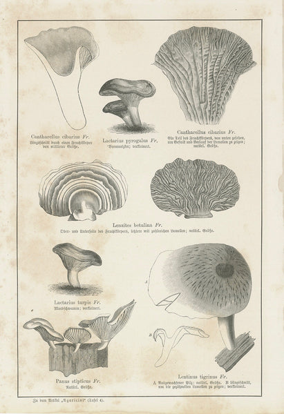 Botanicals, Mushrooms, Lactarius torminosus Schaeff, Russula rubra, Russula emetica, Agaricus campestris