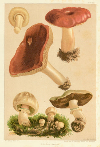 Botanicals, Mushrooms, Lactarius torminosus Schaeff, Russula rubra, Russula emetica, Agaricus campestris
